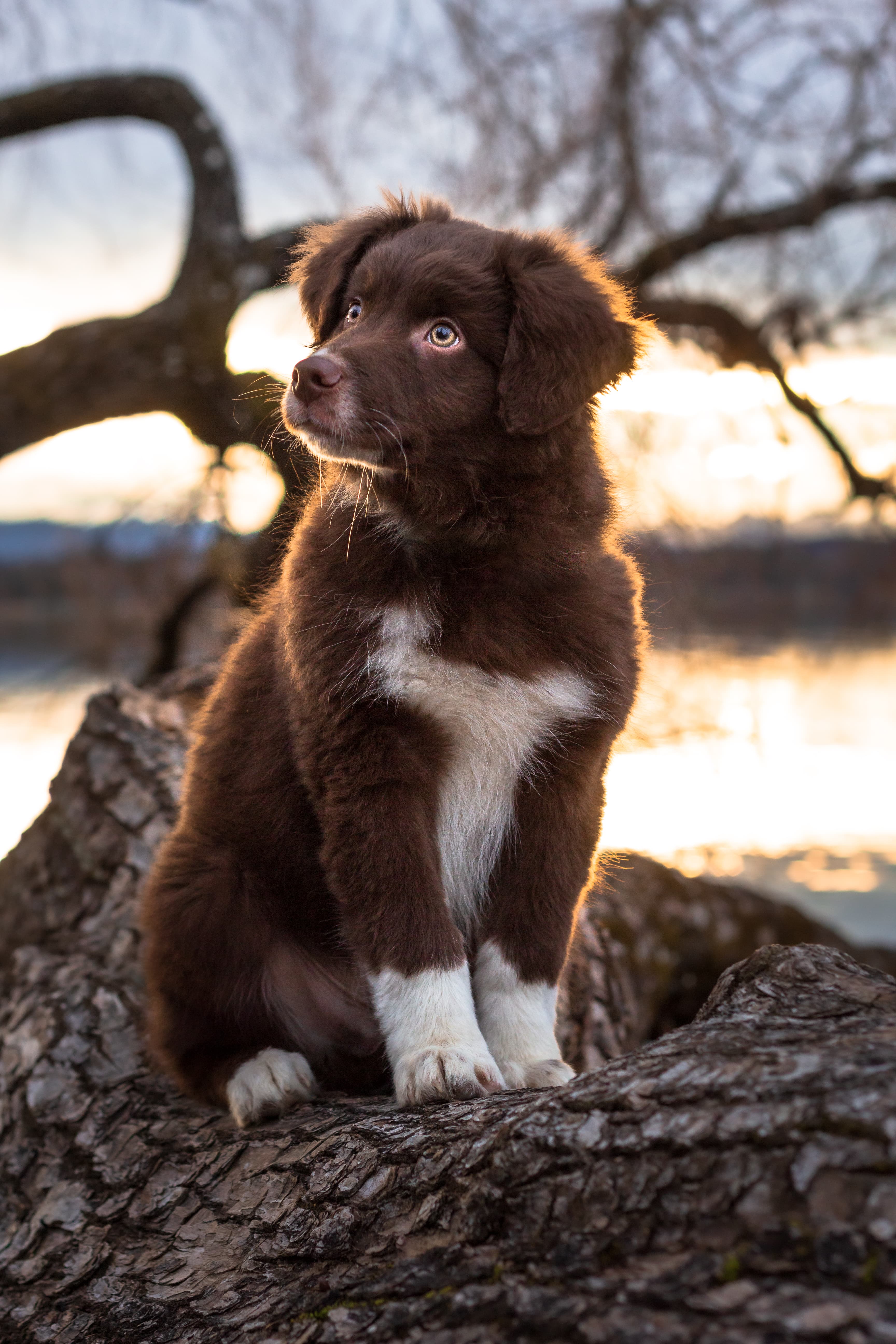 bild hunde