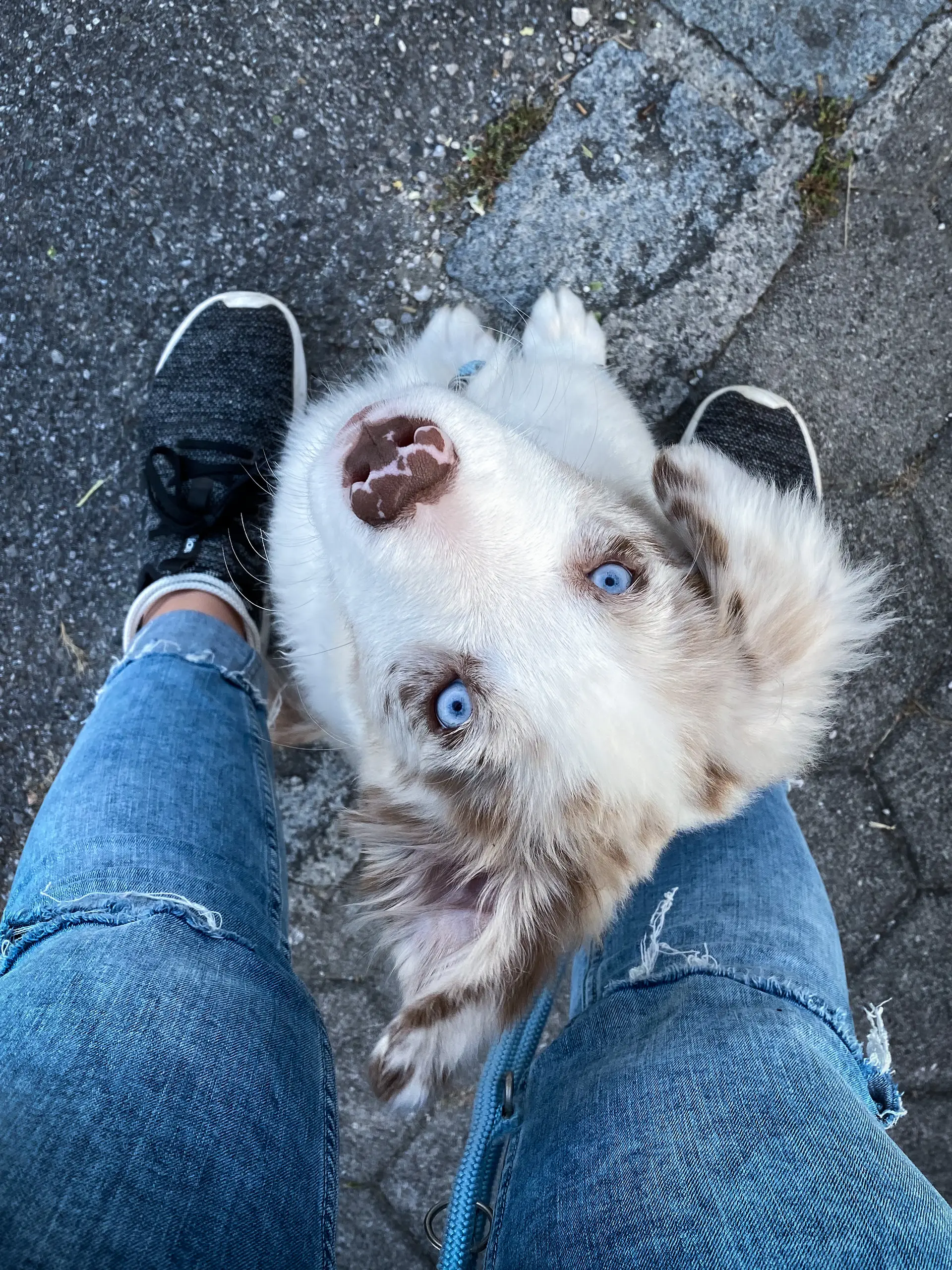 Hund beim Training - Hundeschule Oberland